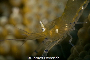 Midas Shrimp by James Deverich 